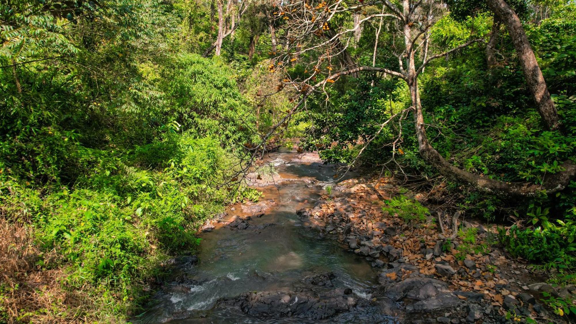 Kingmaker'S Plantation With River Stream Villa Madikeri Bagian luar foto